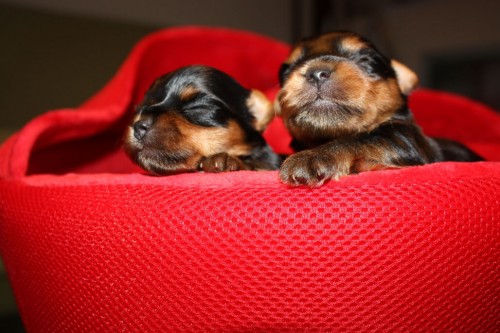 Kr�sn� pejsci a fenky York��rsk�ch ter.