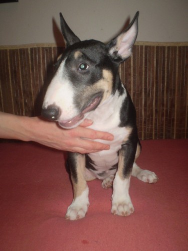 Prod�m �t�ne Bullteriera s PP