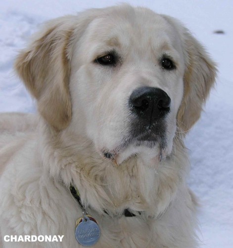 Kryt� Zlat� retr�vr