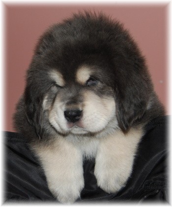 �t���tka Tibetsk� dogy s PP