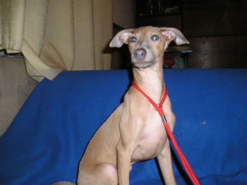 italsky chrtik- �t��ata s pp