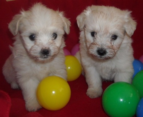 Bolo�sk� ps�k barevn�