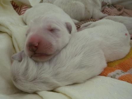 B�l� �v�carsk� ov��k