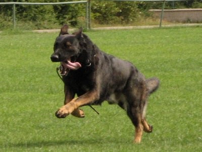 N�meck� ov��k �t��ata zad�m