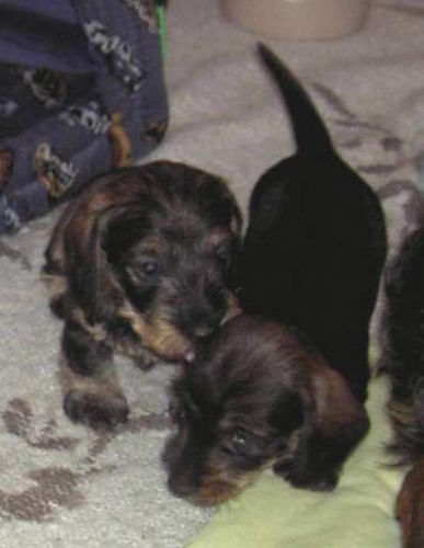 Jezev��k drsnosrst� trpasli��