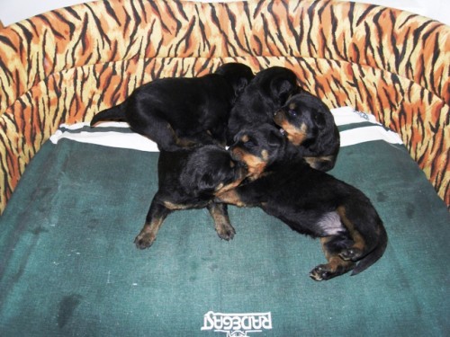 Prod�m �t��ata Rotvajlera bez PP (psi i feny)