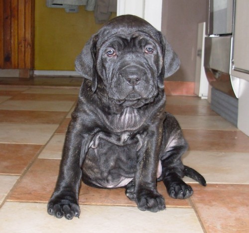 Brazilsk� fila - �t��ata