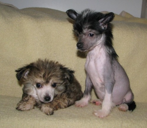 ��nsk� chocholat� pes