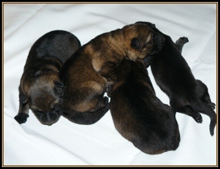 N�meck� ov��k - �t��ata