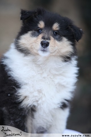 Trikolorn� �t���tka