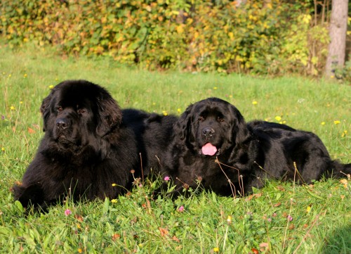 Novofundlandsky pes, �t��ata