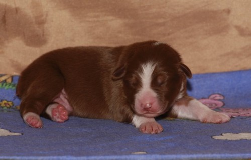 Australsk� ov��k - �t���tka