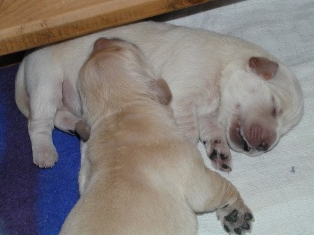 �t���tka zlat�ho retr�vra