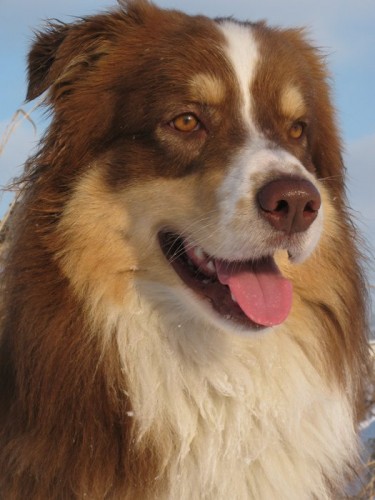 AUSTRALSK� OV��K - KRYT�