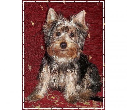 York z Austr�lie-Australsk� silky terier 