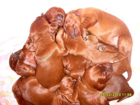 �t��ata irsk�ho setra