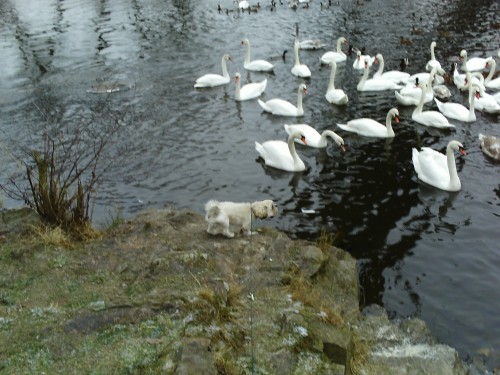 Lhasa Apso - kryt�