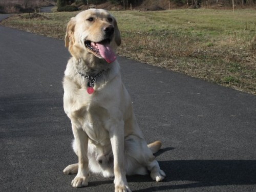 Hled�m si nev�stu :)