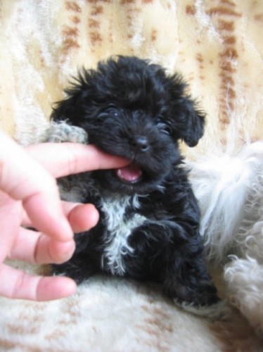 Bolo�sk� ps�k - barevn� �t���tka