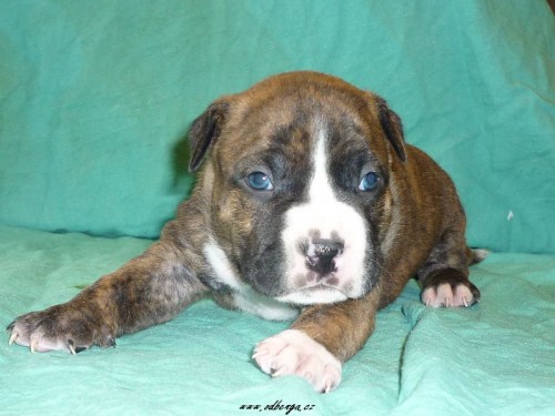 �t��ata Americk�ho staford��rsk�ho teriera s PP