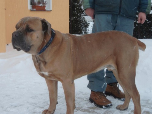 Cane Corso bez PP ke kryt�