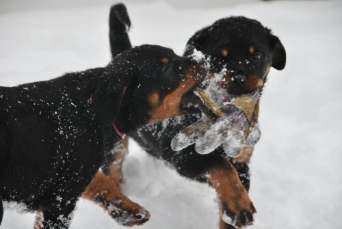 Prod�m kr�sn� �t��ata rotvajlera s PP