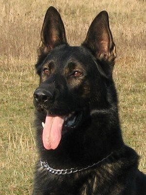 N�meck� ov��k - �t��ata