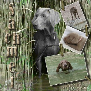 V�marsk� oha� �t��ata s PP