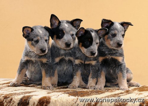 Modr� �t��ata