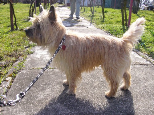 Cairn terier - nab�dka kryt�