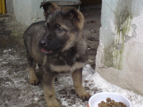 n�meck� ov��k s pp