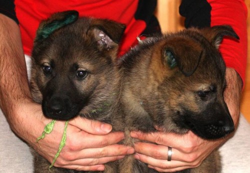 N�meck� ov��k vlko�ed� �t��ata s pr�kazem p�vodu