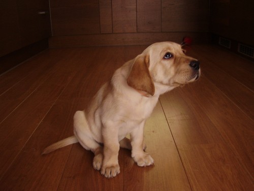 Labrador �t�n� bez PP