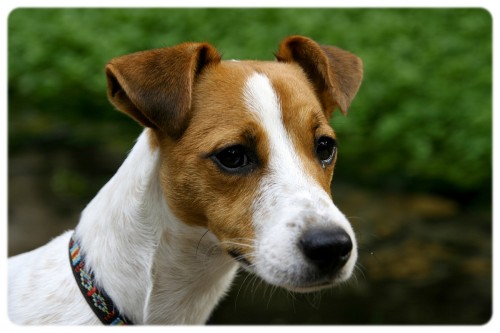 JACK RUSSEL TERIER ke kryt�
