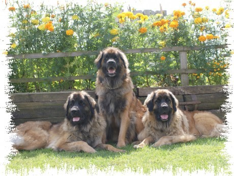 Zad�m �t���tka LEONBERGERA