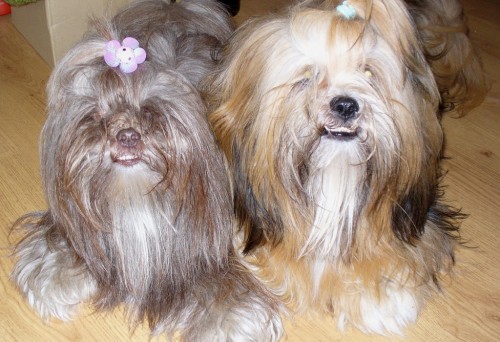 Lhasa Apso kryt�