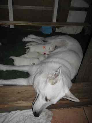 B�l� �v�carsk� ov��k