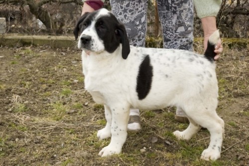 St�edoasijsk� pasteveck� pes