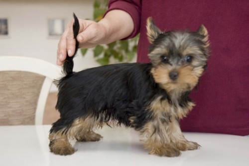 Jork��rsk� terier