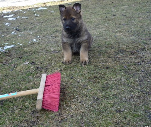 Ps�ci- n�meck� ov��k, vlko�ed�