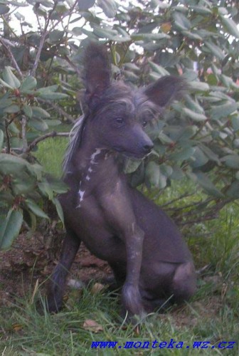 ��nsk� chocholat� pes nah��