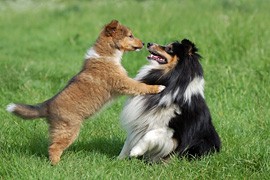 Focen� �t���tek a tvorbu web�