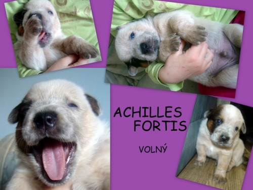 Australsk� hon�ck� pes