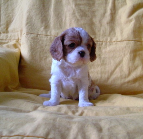 Kaval�r king charles �pan�l