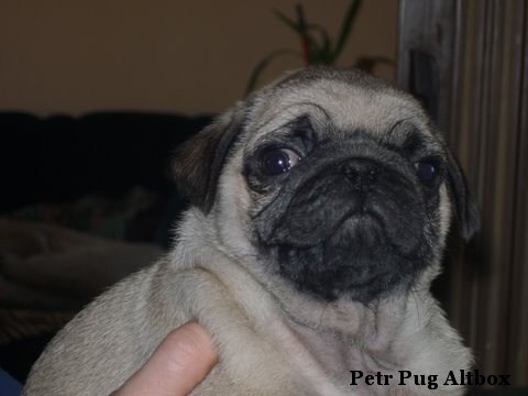 Mops - b�ov� �t��ata s PP