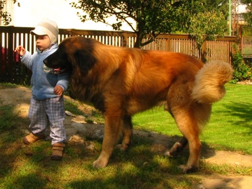 ESTRELSK� PASTIERSKY PES - �teniatka