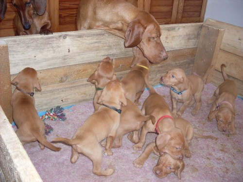 Ma�arsk� oha� kr�tkosrst� s PP