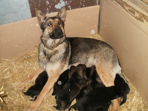 n�meck� ov��k