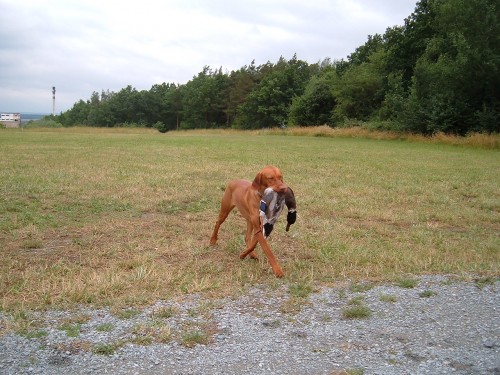 Ma�arsk� oha� kr�tkosrst� s PP