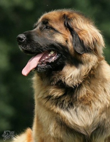 Leonberger �t���tka s PP